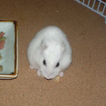 りんごチップを食べるアイ