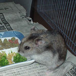 ブロッコリーを食べるユウキ