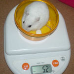 アイは少し体重減少