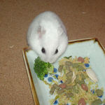 ブロッコリーを食べるアイ