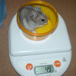 コーキは体重は変わらず