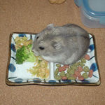 ブロッコリーを食べるコーキ