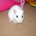 りんごチップを食べるアイ