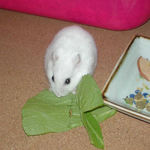 青梗菜を食べるアイ