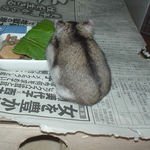 青梗菜を食べるユウキ