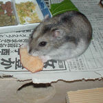 りんごチップを食べるユウキ