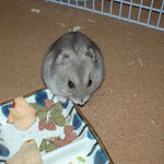 りんごチップをたべてました