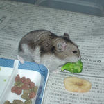 結局またブロッコリーを拾い食い