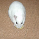 バナナチップを食べるアイ