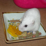 カボチャを食べるアイ