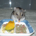 かぼちゃに食いつくアイ