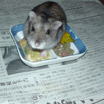 うまいもの、くれ