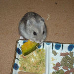 カボチャを食べるコーキ