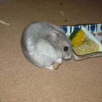 ミートジャーキーを食べるコーキ