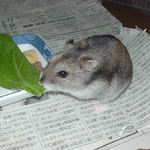 青梗菜に食いついているユウキ