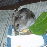 乾燥パパイヤを食べているユウキ