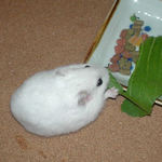 青梗菜を食べるアイ