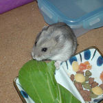 青梗菜を食べるコーキ