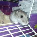 また出てきました