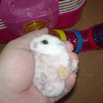 粟の穂で腹出し食い中のアイ