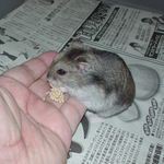 手のひらから粟の穂をつまむユウキ