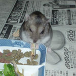 煮干を食べるユウキ