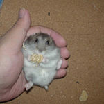 粟の穂で腹出し食い