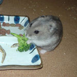 ブロッコリーを食べるコーキ