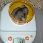 体重が少し増えました