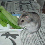 青梗菜を食べるユウキ