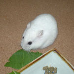 青梗菜を食べるアイ