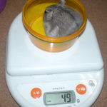 コーキも先週と変わらず