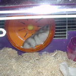 回し車を回すコーキ