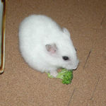 ブロッコリーを食べるアイ