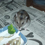 ブロッコリーを食べるユウキ