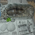 ひま種取り放題