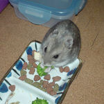 ブロッコリーに食いつくコーキ