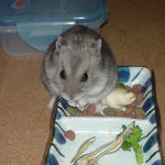 煮干を食べるコーキ