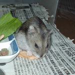 りんごチップを食べるユウキ