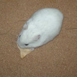 りんごチップを食べるアイ