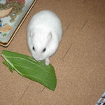 青梗菜を食べるアイ