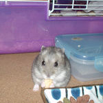 りんごチップを食べるコーキ