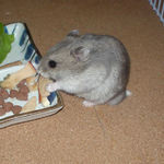 まだまだりんごチップ食べ中