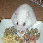 乾燥パパイヤを食べるアイ