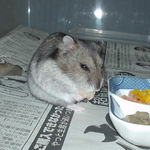 乾燥パパイヤを食べるユウキ