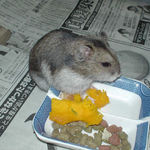 かぼちゃを食べようとしているユウキ