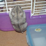 ケージに戻れない