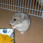 乾燥パパイヤを食べるコーキ