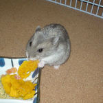 カボチャも食べるコーキ