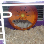 回し車を回すコーキ